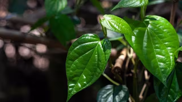 Daun Sirih Pembasmi Bakteri