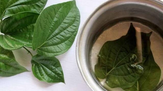 Manfaat Kumur Air Daun Sirih